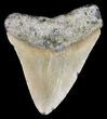 Bargain, Megalodon Tooth - North Carolina #49507-1